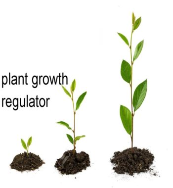 plant-growth-regulator